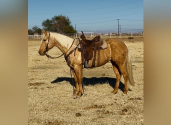 American Quarter Horse, Giumenta, 6 Anni, 150 cm, Palomino