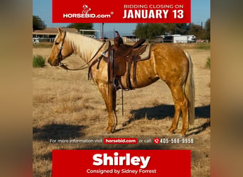 American Quarter Horse, Giumenta, 6 Anni, 150 cm, Palomino