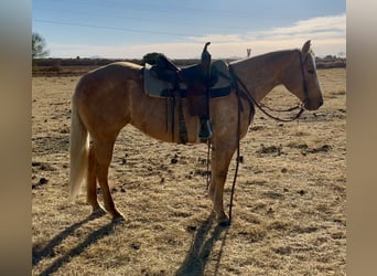 American Quarter Horse, Giumenta, 6 Anni, 150 cm, Palomino