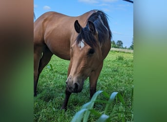 American Quarter Horse, Giumenta, 6 Anni, 150 cm, Pelle di daino
