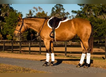 American Quarter Horse, Giumenta, 6 Anni, 150 cm, Pelle di daino
