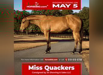 American Quarter Horse, Giumenta, 6 Anni, 150 cm, Pelle di daino