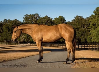 American Quarter Horse, Giumenta, 6 Anni, 150 cm, Pelle di daino