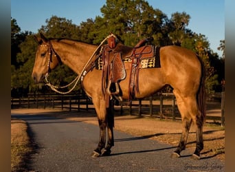 American Quarter Horse, Giumenta, 6 Anni, 150 cm, Pelle di daino