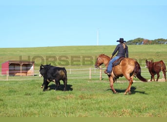 American Quarter Horse, Giumenta, 6 Anni, 150 cm, Red dun