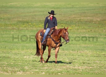 American Quarter Horse, Giumenta, 6 Anni, 150 cm, Red dun