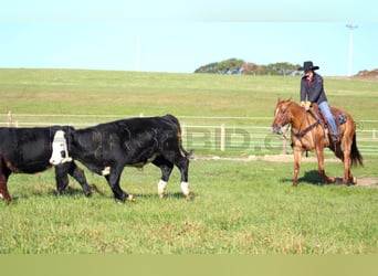 American Quarter Horse, Giumenta, 6 Anni, 150 cm, Red dun