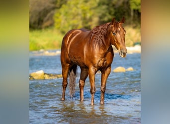 American Quarter Horse, Giumenta, 6 Anni, 150 cm, Sauro ciliegia