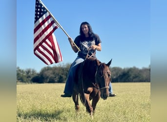 American Quarter Horse, Giumenta, 6 Anni, 150 cm, Sauro ciliegia