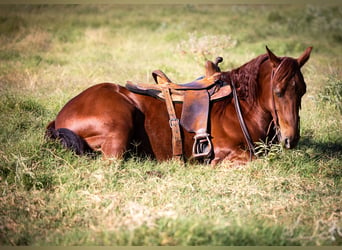 American Quarter Horse, Giumenta, 6 Anni, 150 cm, Sauro ciliegia