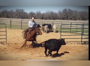 American Quarter Horse, Giumenta, 6 Anni, 150 cm, Sauro ciliegia