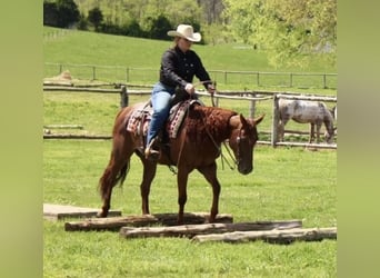 American Quarter Horse, Giumenta, 6 Anni, 150 cm, Sauro ciliegia