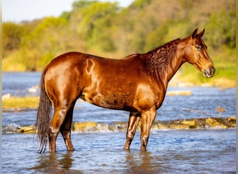 American Quarter Horse, Giumenta, 6 Anni, 150 cm, Sauro ciliegia