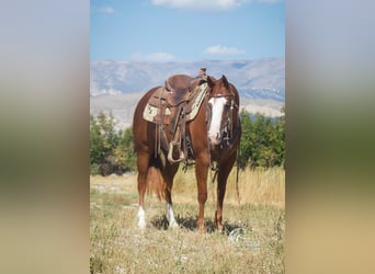 American Quarter Horse, Giumenta, 6 Anni, 150 cm, Sauro ciliegia