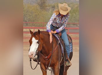 American Quarter Horse, Giumenta, 6 Anni, 150 cm, Sauro ciliegia