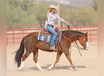 American Quarter Horse, Giumenta, 6 Anni, 150 cm, Sauro ciliegia