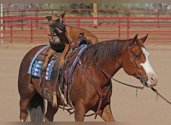 American Quarter Horse, Giumenta, 6 Anni, 150 cm, Sauro ciliegia