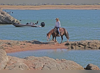 American Quarter Horse, Giumenta, 6 Anni, 150 cm, Sauro ciliegia