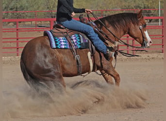 American Quarter Horse, Giumenta, 6 Anni, 150 cm, Sauro ciliegia