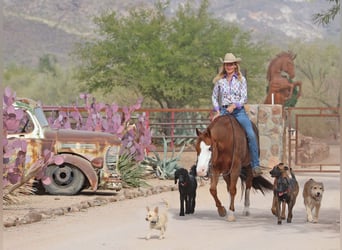 American Quarter Horse, Giumenta, 6 Anni, 150 cm, Sauro ciliegia