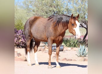 American Quarter Horse, Giumenta, 6 Anni, 150 cm, Sauro ciliegia