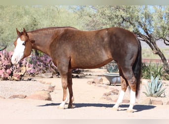 American Quarter Horse, Giumenta, 6 Anni, 150 cm, Sauro ciliegia