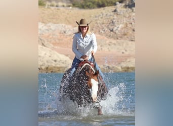 American Quarter Horse, Giumenta, 6 Anni, 150 cm, Sauro ciliegia