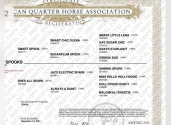 American Quarter Horse, Giumenta, 6 Anni, 150 cm, Sauro