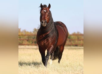 American Quarter Horse, Giumenta, 6 Anni, 151 cm, Palomino