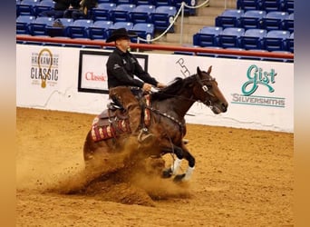 American Quarter Horse, Giumenta, 6 Anni, 152 cm, Baio ciliegia