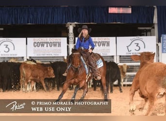 American Quarter Horse, Giumenta, 6 Anni, 152 cm, Baio ciliegia