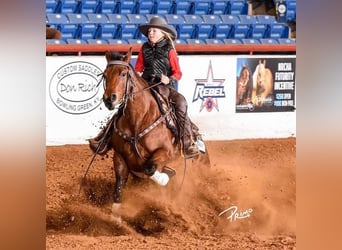 American Quarter Horse, Giumenta, 6 Anni, 152 cm, Baio ciliegia