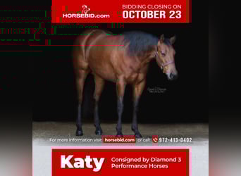 American Quarter Horse, Giumenta, 6 Anni, 152 cm, Baio ciliegia
