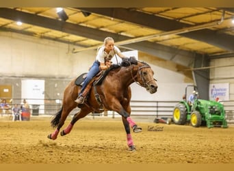 American Quarter Horse, Giumenta, 6 Anni, 152 cm, Baio ciliegia
