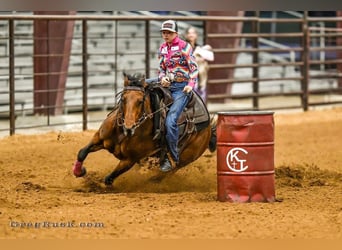 American Quarter Horse, Giumenta, 6 Anni, 152 cm, Baio ciliegia