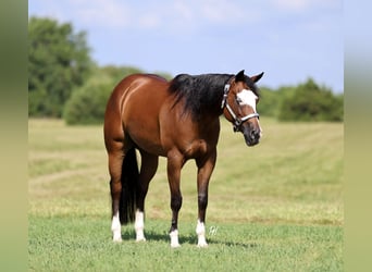 American Quarter Horse, Giumenta, 6 Anni, 152 cm, Baio ciliegia