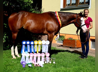 American Quarter Horse, Giumenta, 6 Anni, 152 cm, Baio