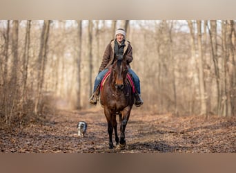 American Quarter Horse, Giumenta, 6 Anni, 152 cm, Baio roano