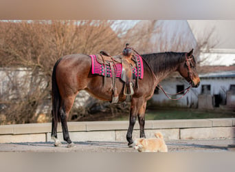 American Quarter Horse, Giumenta, 6 Anni, 152 cm, Baio roano