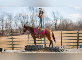 American Quarter Horse, Giumenta, 6 Anni, 152 cm, Baio roano