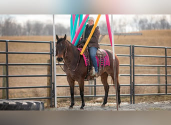 American Quarter Horse, Giumenta, 6 Anni, 152 cm, Baio roano