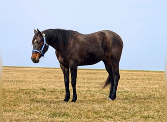 American Quarter Horse, Giumenta, 6 Anni, 152 cm, Baio scuro