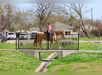 American Quarter Horse, Giumenta, 6 Anni, 152 cm, Champagne