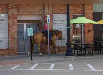 American Quarter Horse, Giumenta, 6 Anni, 152 cm, Champagne