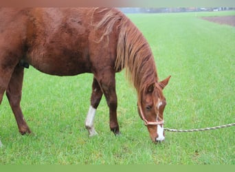 American Quarter Horse, Giumenta, 6 Anni, 152 cm, Cremello