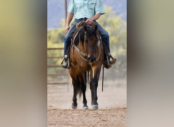 American Quarter Horse, Giumenta, 6 Anni, 152 cm, Falbo