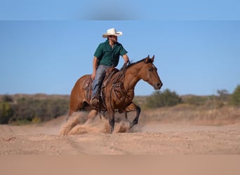 American Quarter Horse, Giumenta, 6 Anni, 152 cm, Falbo