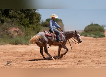 American Quarter Horse, Giumenta, 6 Anni, 152 cm, Grigio