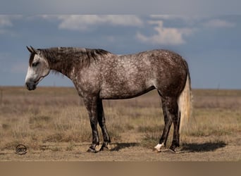 American Quarter Horse, Giumenta, 6 Anni, 152 cm, Grigio