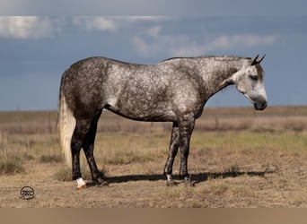 American Quarter Horse, Giumenta, 6 Anni, 152 cm, Grigio